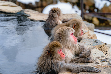 Naklejka premium 温泉に浸かる日本猿