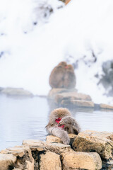 温泉に浸かる日本猿