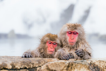 温泉に浸かる日本猿