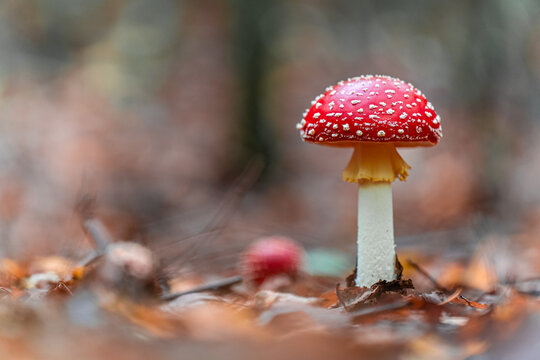 Fly Agaric Mushroom Growing in an Autumn Forest Scene