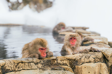 温泉に浸かる日本猿