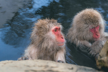 Naklejka premium 温泉に浸かる日本猿