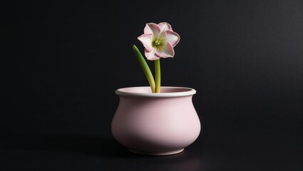 A Delicate Solitary Pink Hyacinth Flower Perfect for Botanical Illustrations and Floral Designs