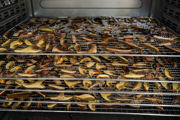 Food dehydrator filled with mushroom pieces preparing for drying process