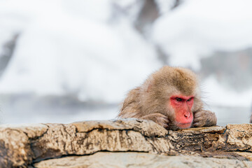 温泉に浸かる日本猿