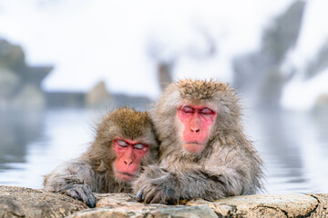 Fototapeta premium 温泉に浸かる日本猿