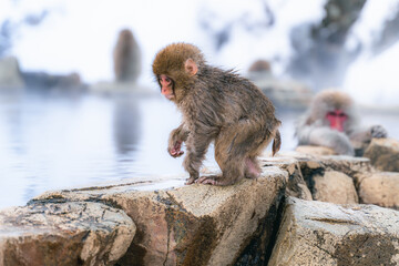 温泉に浸かる日本猿