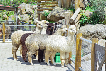 Obraz premium A group of alpacas with varying fur colors stand together in an outdoor zoo enclosure, surrounded by rocks and wooden structures. The scene captures their peaceful and natural environment