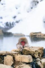 温泉に浸かる日本猿