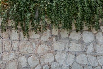 A plant hanging from a stone wall . A wall of stone pieces with an irregular arrangement and strung. Texture and pattern.