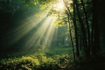 Obraz premium Forest light green land.