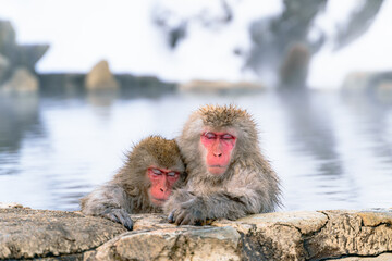 Obraz premium 温泉に浸かる日本猿