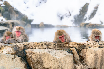 Obraz premium 温泉に浸かる日本猿