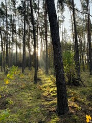 Autumn forest in the morning - beginning of a new day