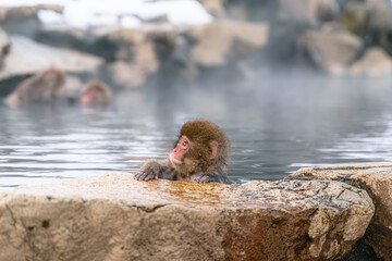 温泉に浸かる日本猿