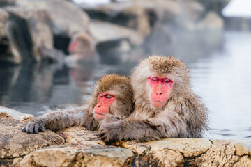 Fototapeta premium 温泉に浸かる日本猿