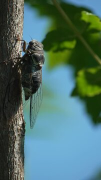 A cicada sits on a tree at summer, closeup shot. Singing loudly to call the female. Intense buzzing of cicadas. Cicada Lyristes plebejus. Vertical video