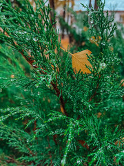 after rain in autumn