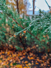 macro photos after rain