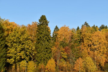 A Mixed Forest In Sunny Autumn Day