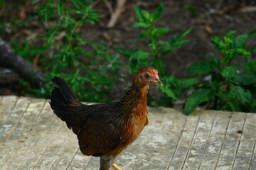 kampong chickens roam the yard