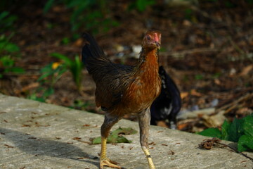 kampong chickens roam the yard
