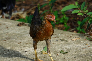 kampong chickens roam the yard