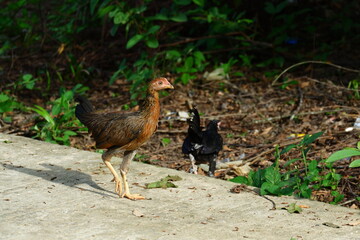 kampong chickens roam the yard