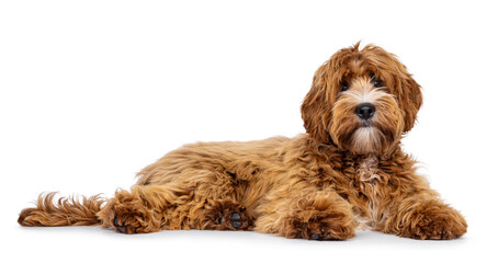 Adorable young labradoodle dog pup with white spots, laying down side ways. Looking towards camera. Isolated on a white background.