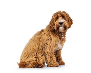 Adorable young labradoodle dog pup with white spots, sitting up side ways. Looking towards camera. Isolated on a white background.
