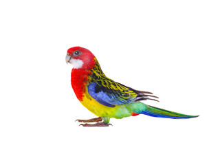 parrot Rosella parrot isolated on white background