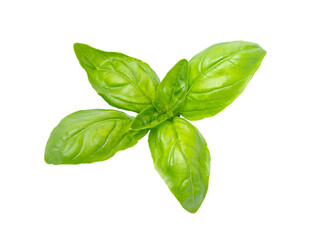 Fototapeta premium Basil leaves, isolated on white background. Basil leaf with clipping path.