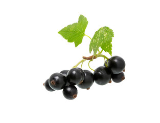 Black currant branch isolated.