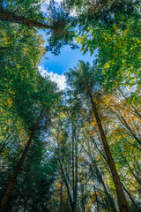 Autumn forest canopy with colorful leaves against a clear blue sky