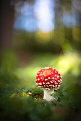 Red Amanita Mushroom Growing in Autumn Forest