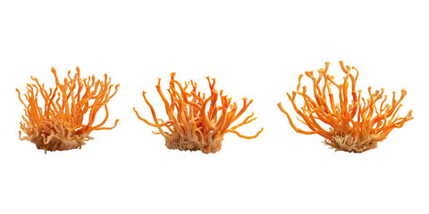 Cordyceps fungus isolated on transparent background.