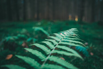 Close-up View of Fern in a Dark Green Forest with Shallow Depth of Field