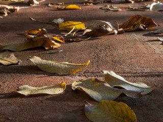 Yellow autumn leaves on the ground