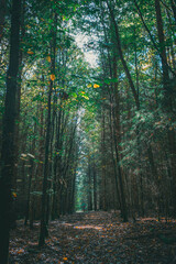Forest Path Covered with Fallen Leaves in a Dark Autumn Woodland