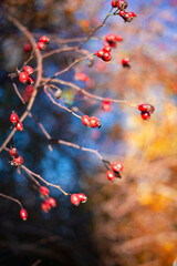 Red berries. Rose hip. Holly.