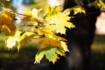 Yellow maple leaves. Autumn leaves.