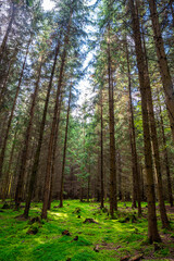 Sunlit forest with tall spruces and a ground covered in green moss