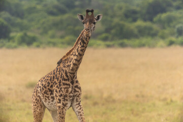 Obraz premium Giraffe