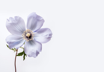 Fototapeta premium A beautiful bouquet of fresh spring colorful pastel flowers, flat lay on a white background. Text space available for beautiful fresh and dry flowers on a white background in a flat lay.