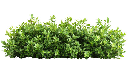Fototapeta premium green grass isolated on white background