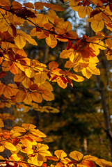 Dolina Popradu, Muszyna, Jesien w polskich Górach.