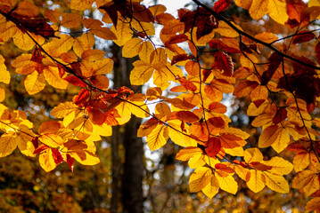 Dolina Popradu, Muszyna, Jesien w polskich Górach.