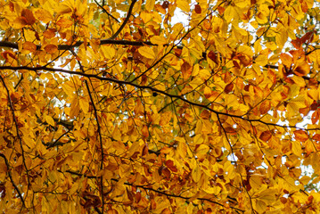 Dolina Popradu, Muszyna, Jesien w polskich Górach.