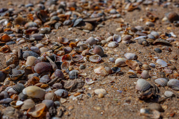 Shells on a sandy beach. Rest and relaxation at the resort. Background. Space for text.