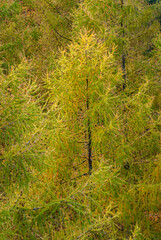 Dolina Popradu, Muszyna, Jesien w polskich Górach.